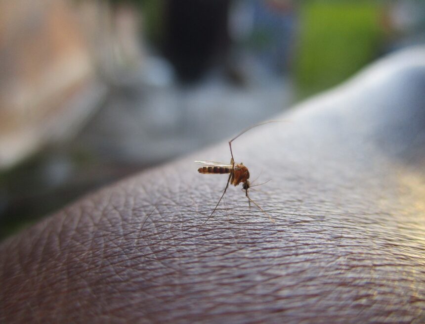 Londrina atinge 11.634 casos positivos de dengue em 2023